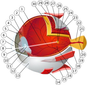 1: posterior chamber 2: ora serrata 3: ciliary muscle 4: ciliary zonules 5: canal of Schlemm 6: pupil 7: anterior chamber 8: cornea 9: iris 10: lens cortex 11: lens nucleus 12: ciliary process 13: conjuntiva 14: inferior oblique muscule 15: inferior rectus muscule 16: medial rectus muscle 17: retinal arteries and veins 18: optic disc 19: dura mater 20: central retinal artery 21: central retinal vein 22: optical nerve 23: vorticose vein 24: bulbar sheat 25: macula 26: fovea 27: sclera 28: choroid 29: superior rectus muscule 30: retina.